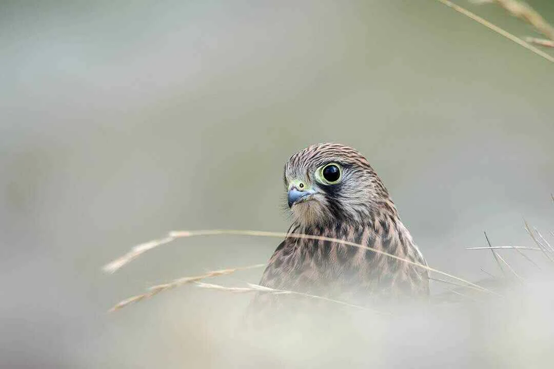 Common Krestel Head Close